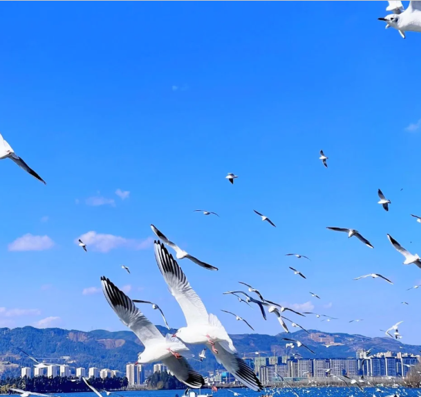 6-day 5-night · Group Tours · Kunming + Tengchong + Mangshi + Ruili