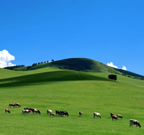 3-day 2-night · Group Tours · Hohhot + Xilamuren Prairie + Whistling Dune Bay + Ulanhada Park